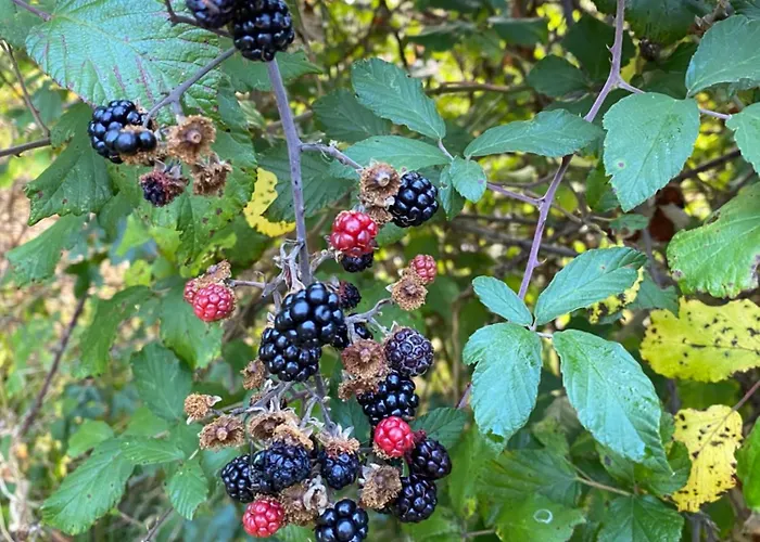 Nyaraló Katy's Barn