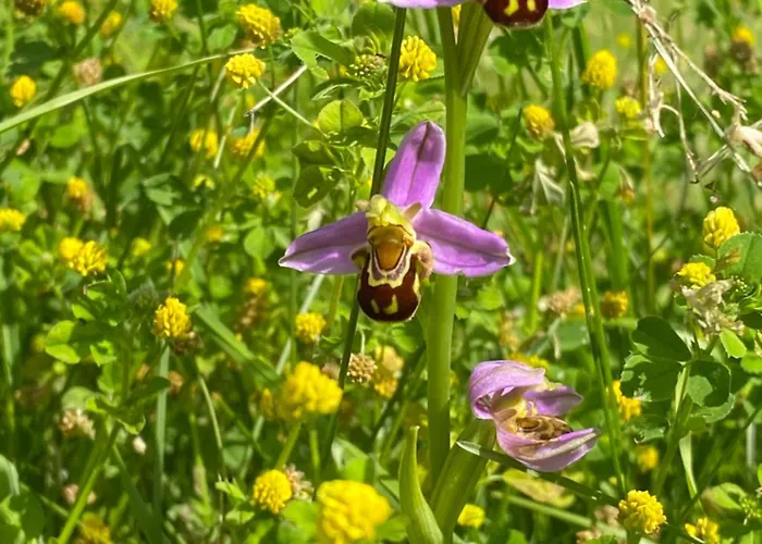 Katy's Barn Nyaraló *